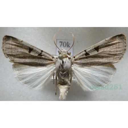 Eugnorisma glareosa (Esper, 1788) Czech70k